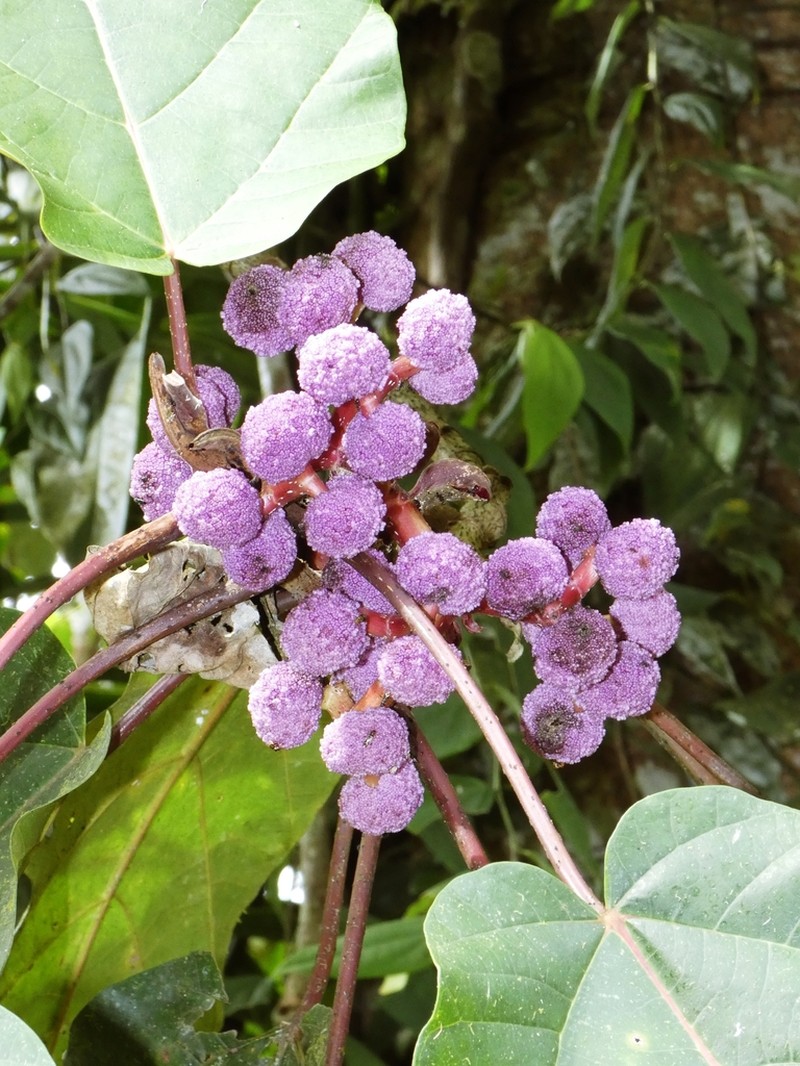 Poikilospermum suaveolens