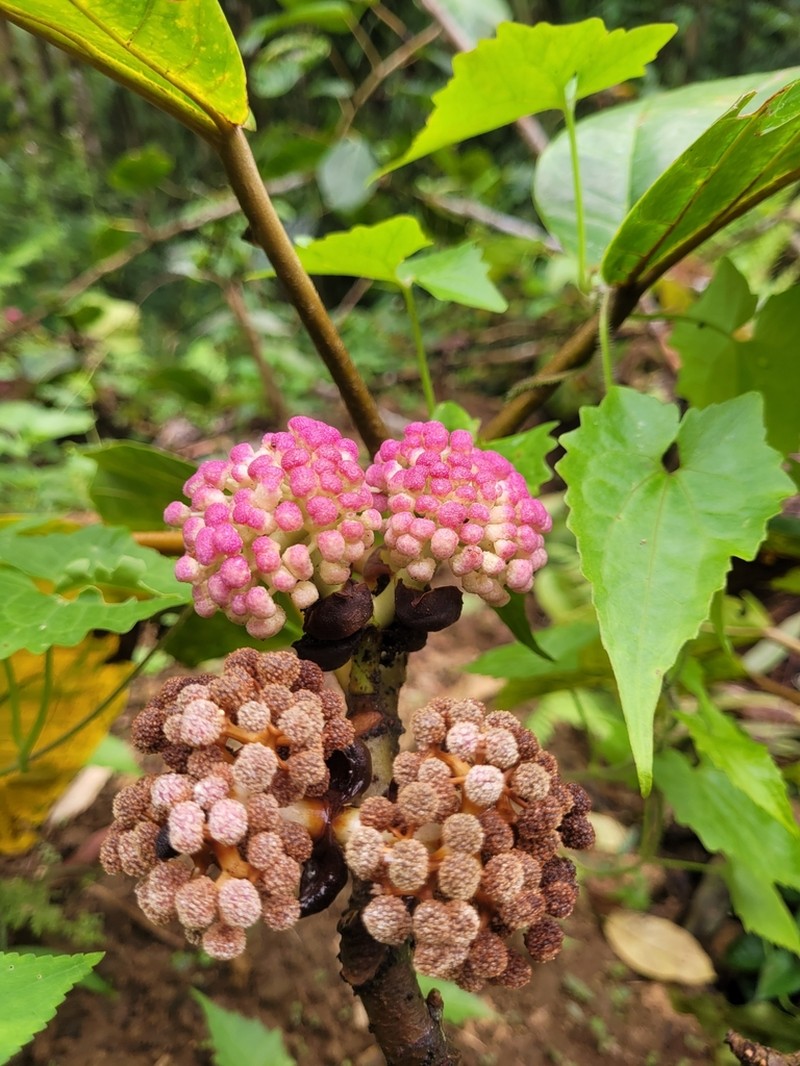 Poikilospermum suaveolens photo 2
