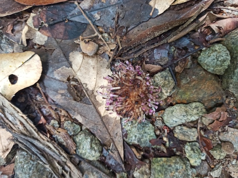 Poikilospermum suaveolens photo 3