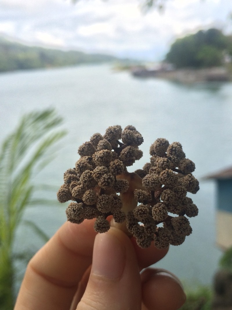 Poikilospermum suaveolens photo 4