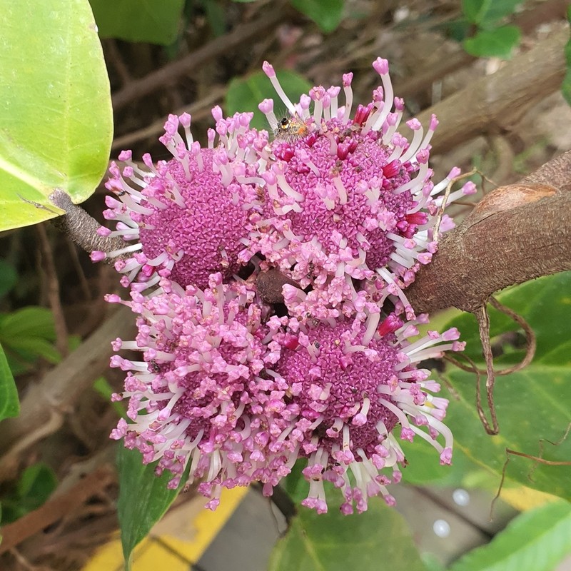 Poikilospermum suaveolens photo 5