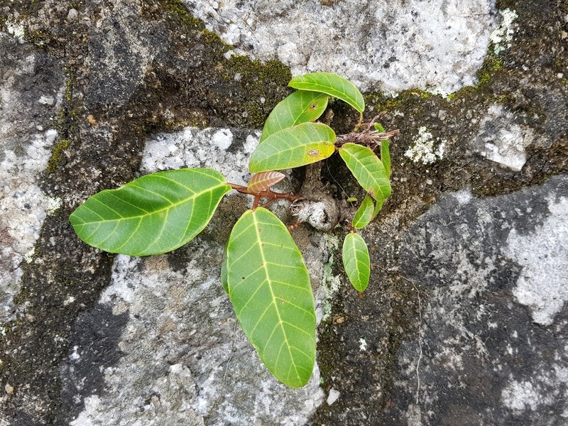 Poikilospermum suaveolens photo 6
