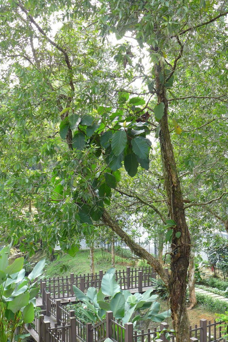Poikilospermum suaveolens photo 7