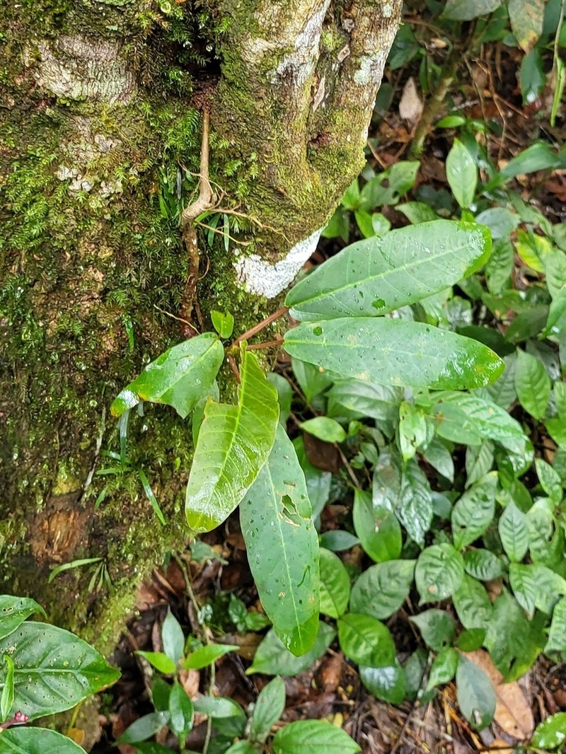 Poikilospermum suaveolens photo 8