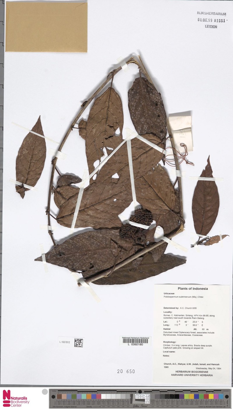 Poikilospermum subtrinervium
