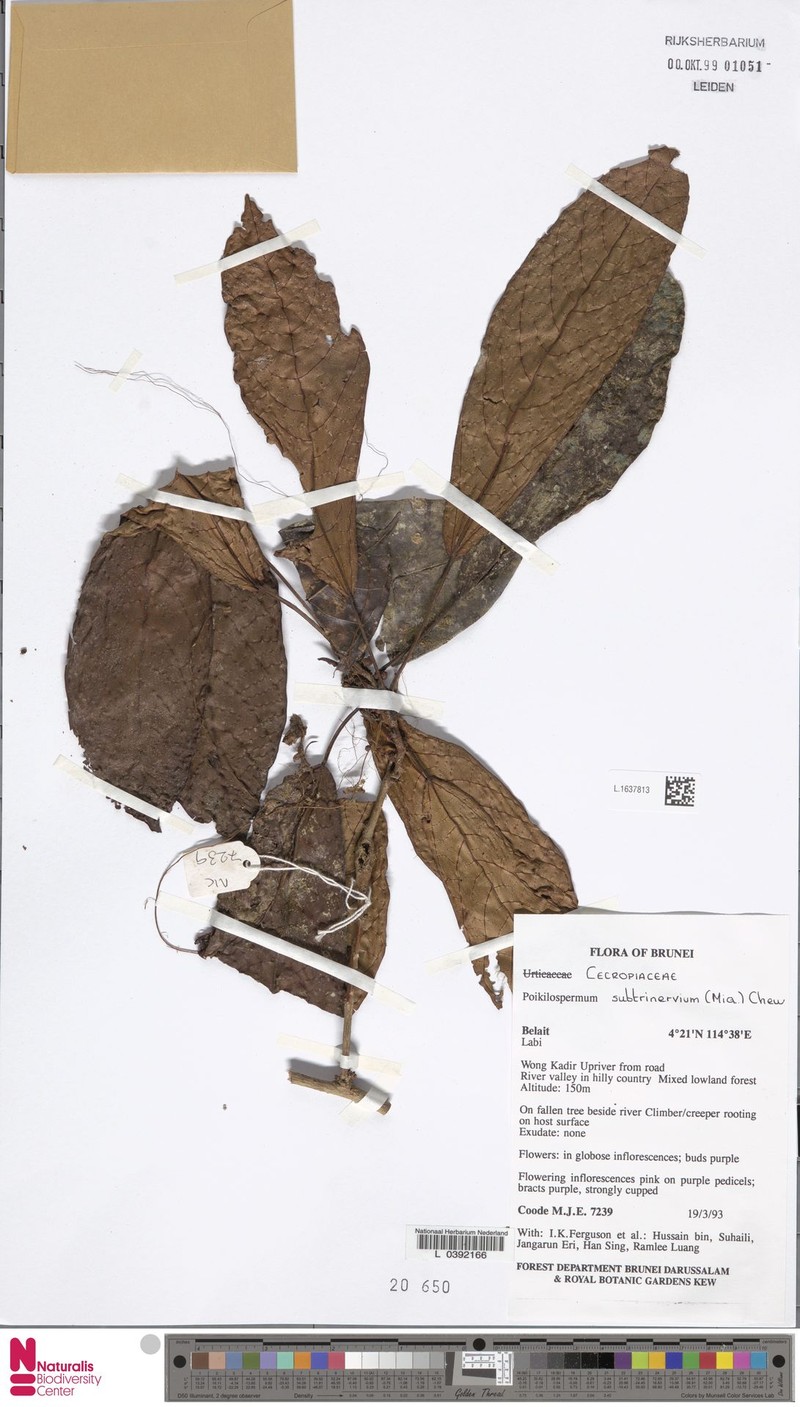 Poikilospermum subtrinervium photo 2