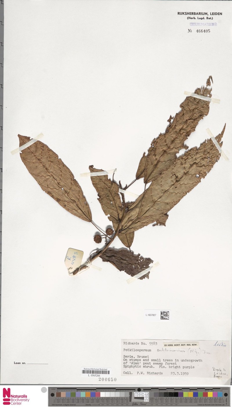 Poikilospermum subtrinervium photo 3