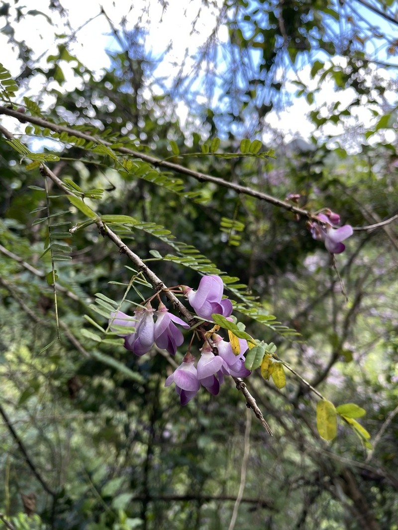 Wattapama photo 3