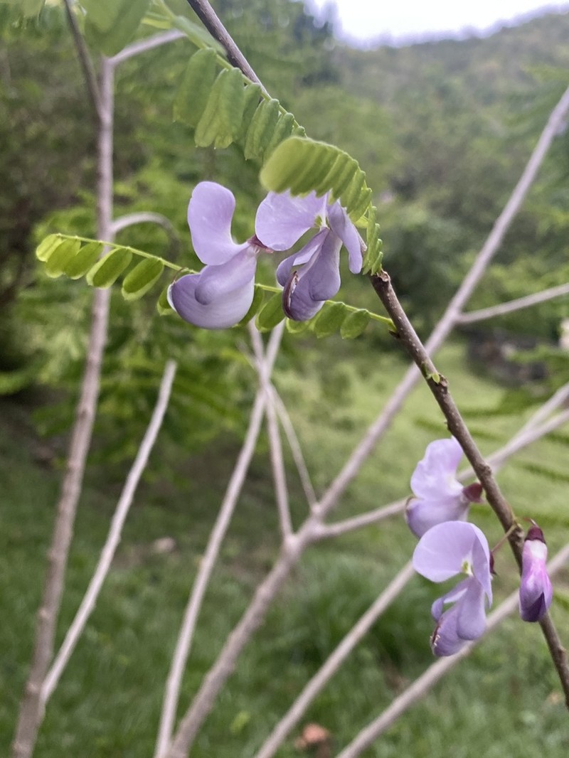 Wattapama photo 4