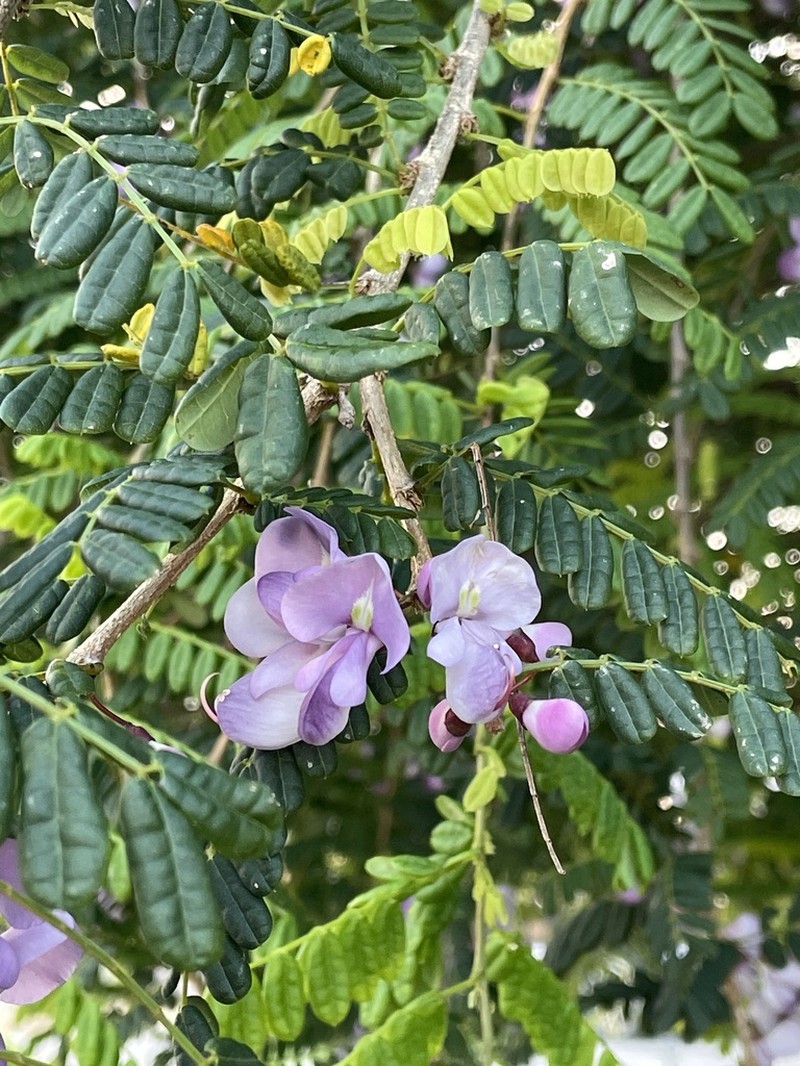 Wattapama photo 5
