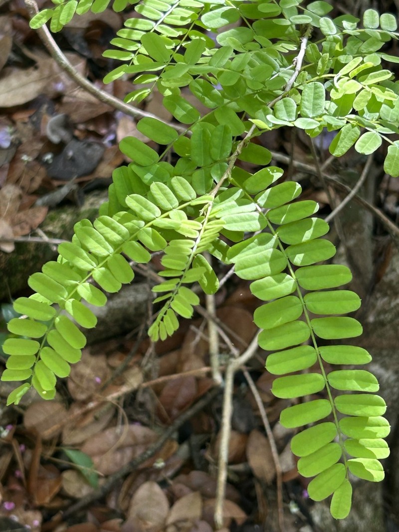 Wattapama photo 6