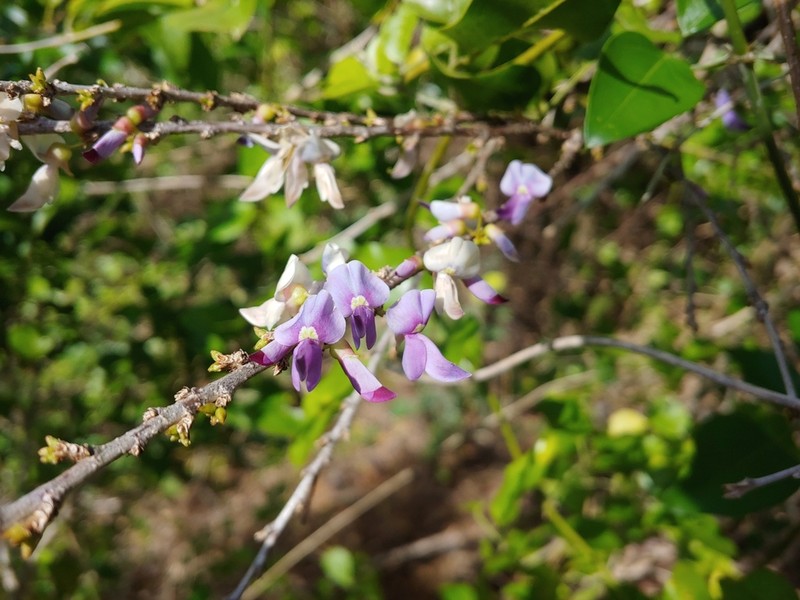 Wattapama photo 7
