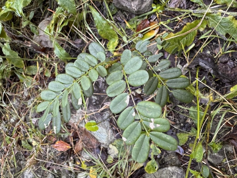 Caracol Illo photo 3