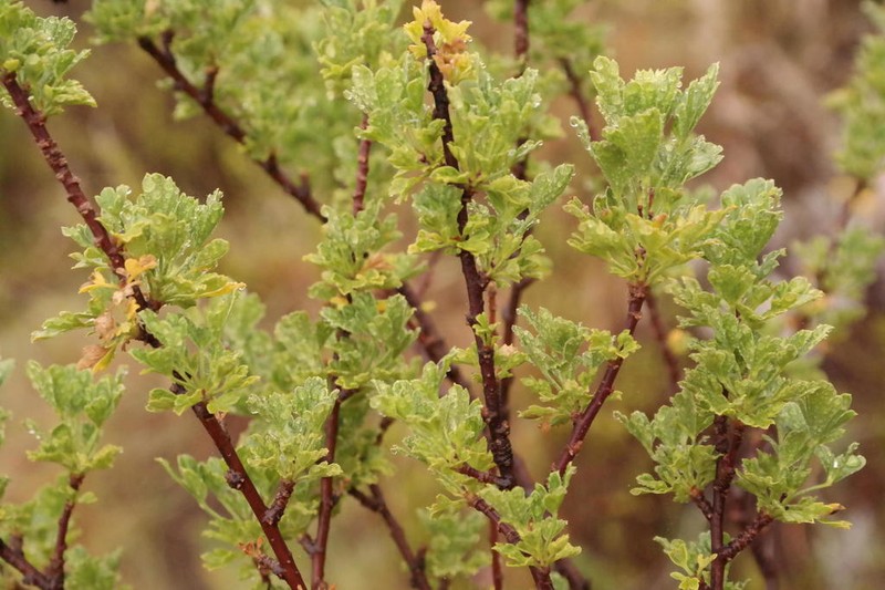 Polemannia grossulariifolia photo 2