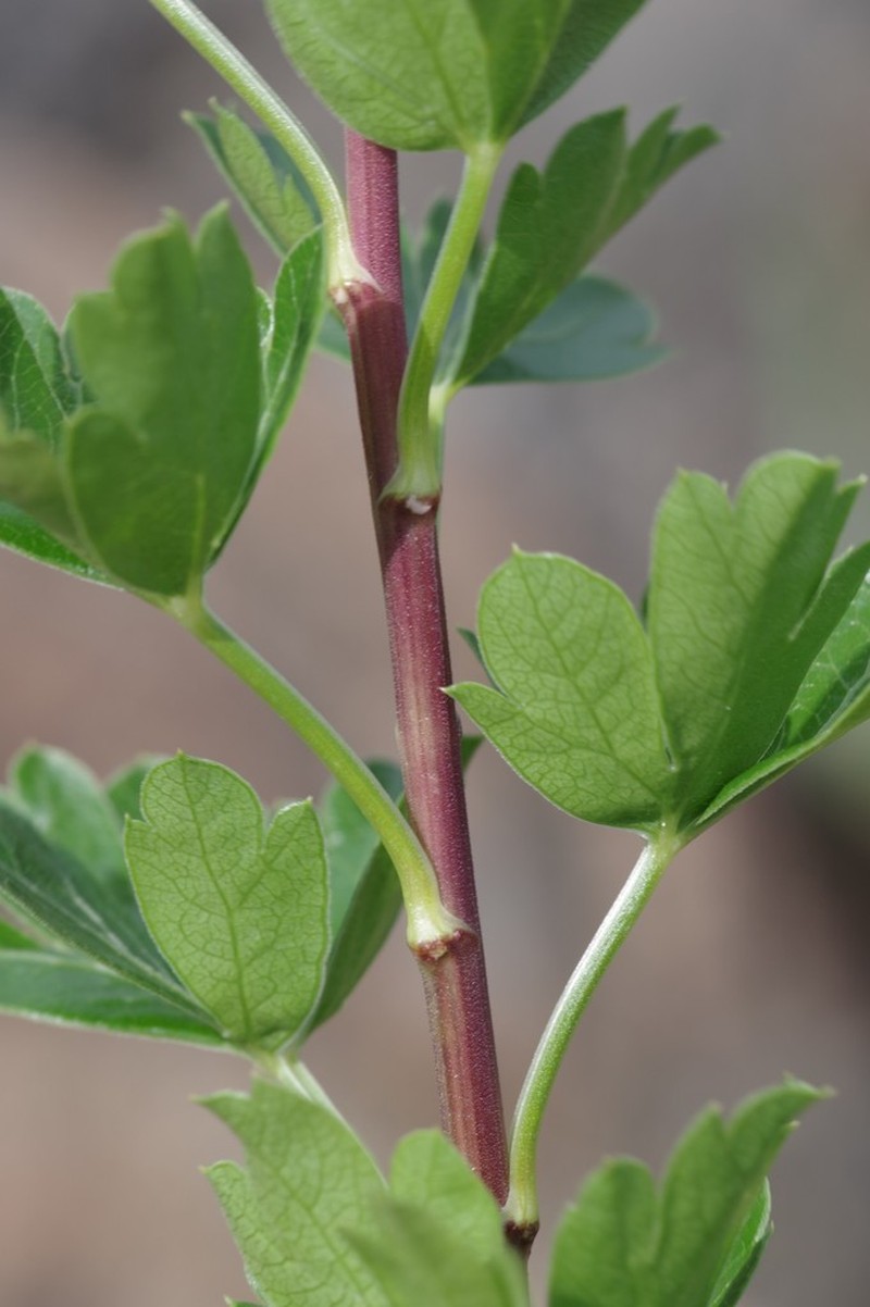 Polemannia grossulariifolia photo 3