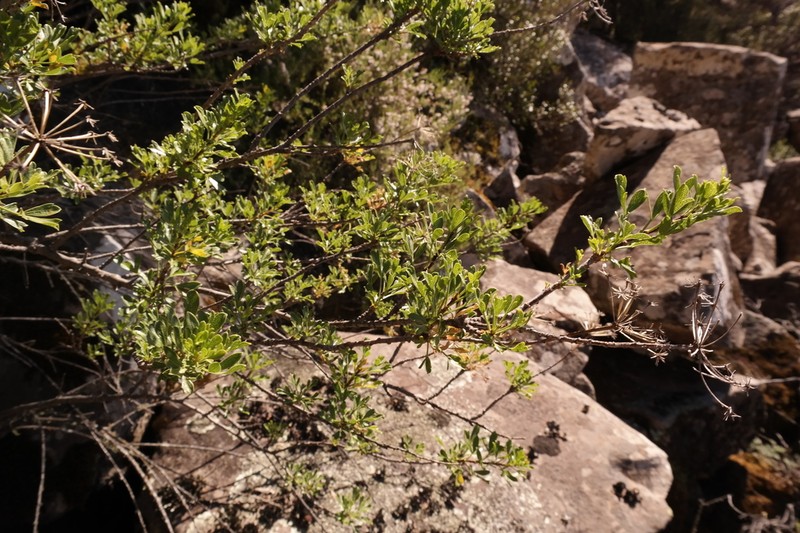 Polemannia grossulariifolia photo 4