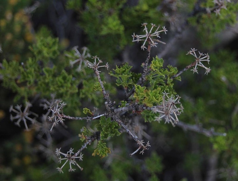 Polemannia grossulariifolia photo 5