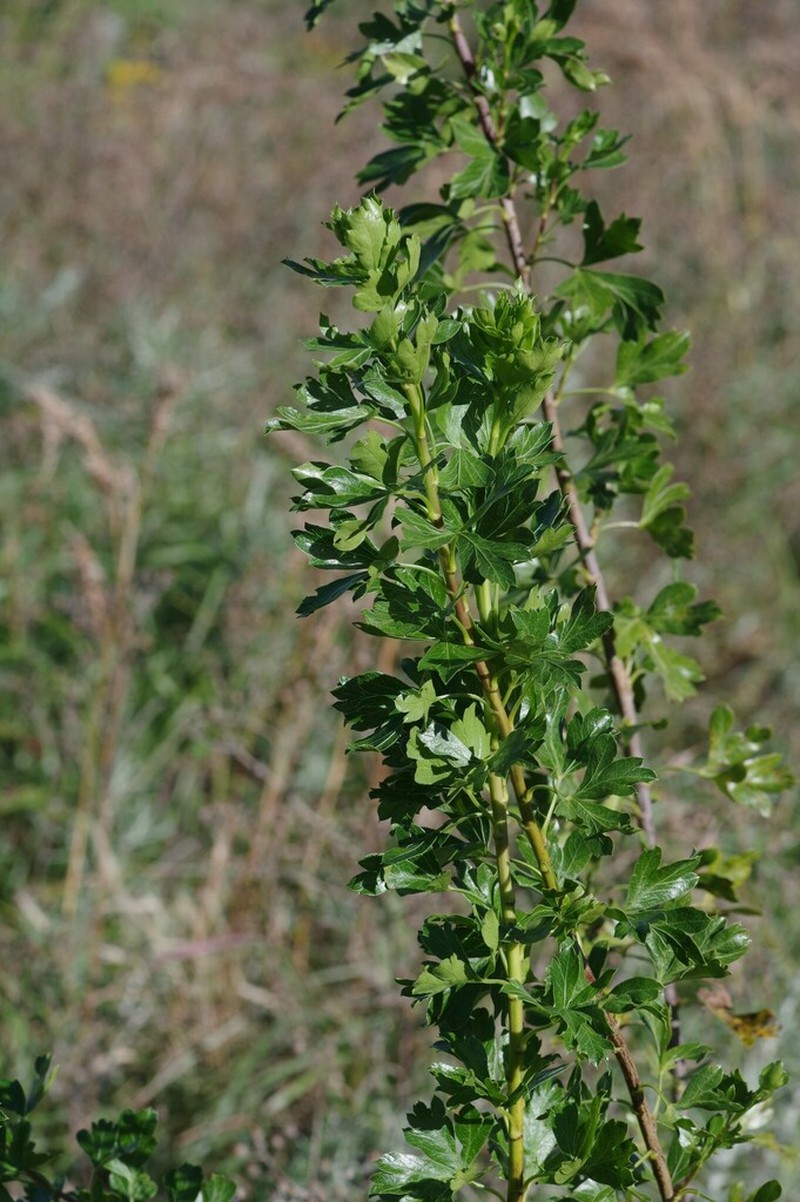 Polemannia grossulariifolia photo 6
