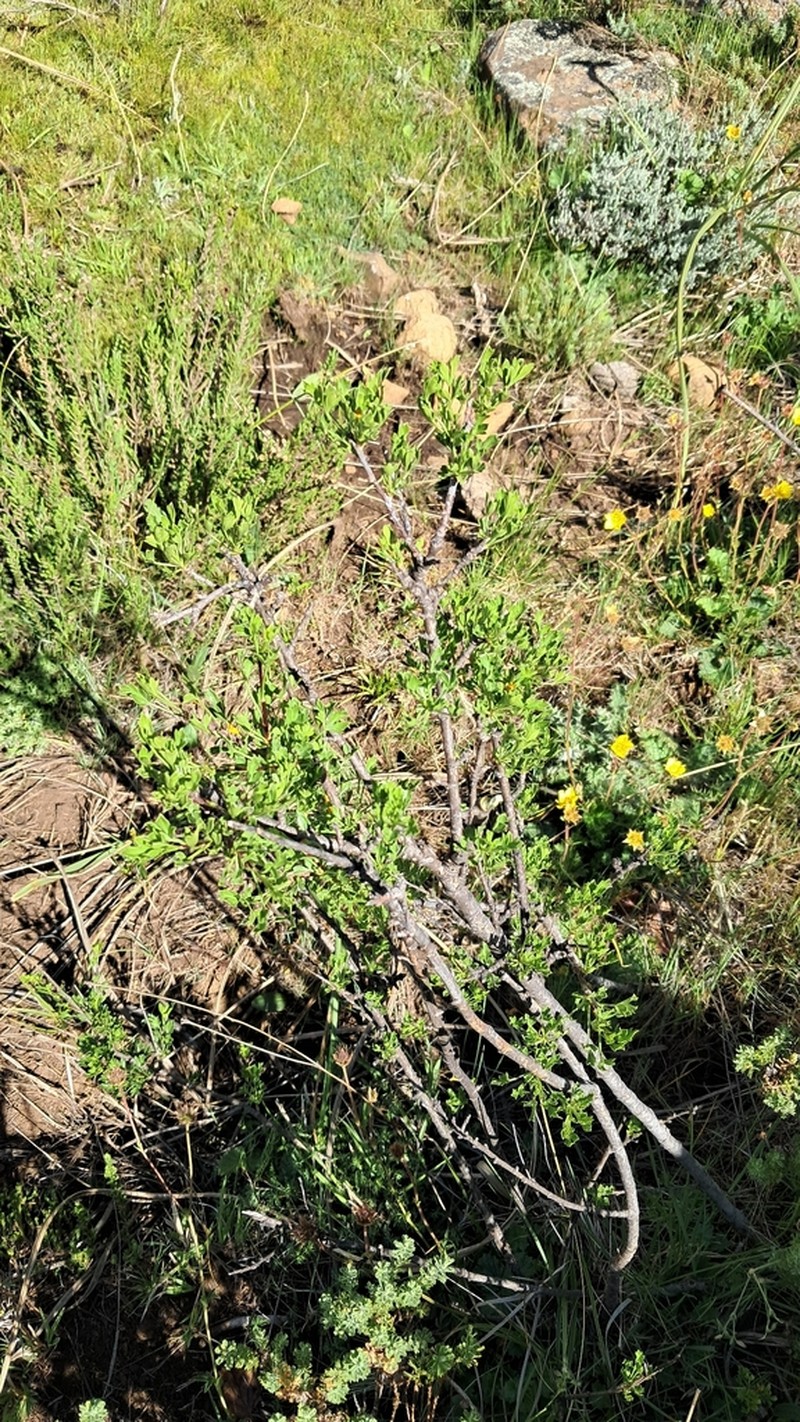 Polemannia grossulariifolia photo 7
