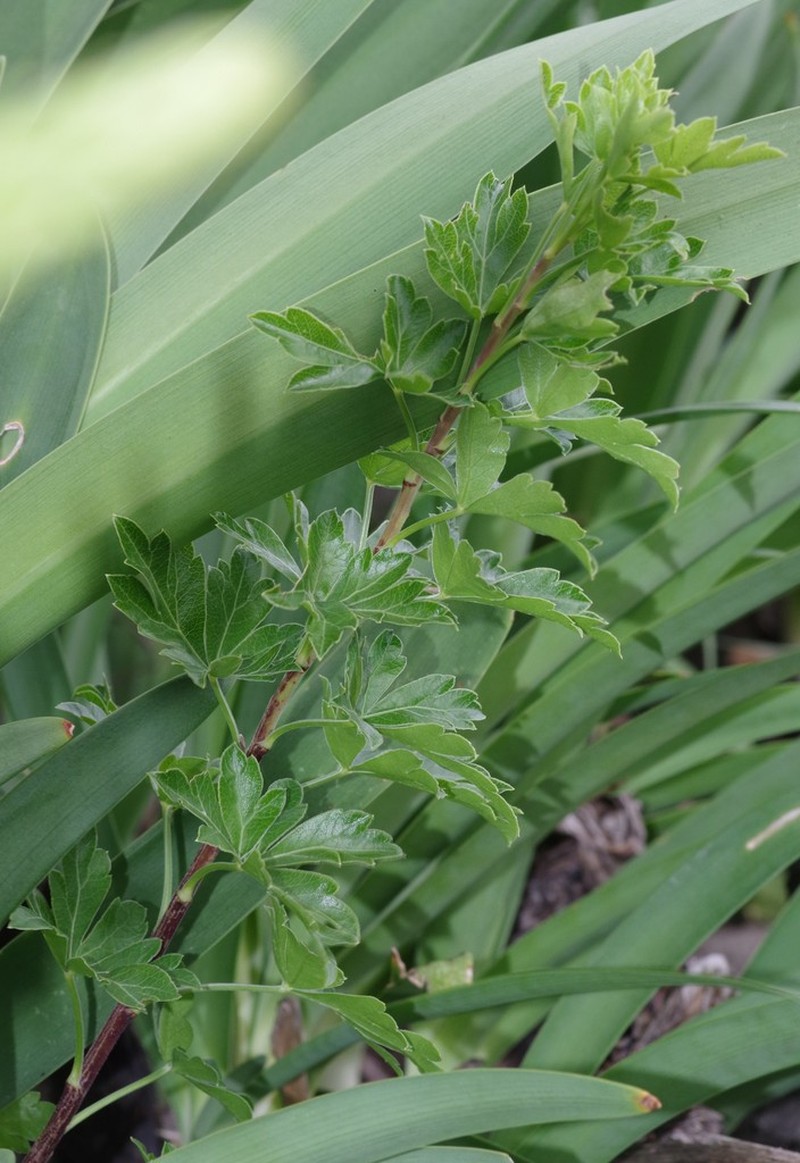 Polemannia grossulariifolia photo 8