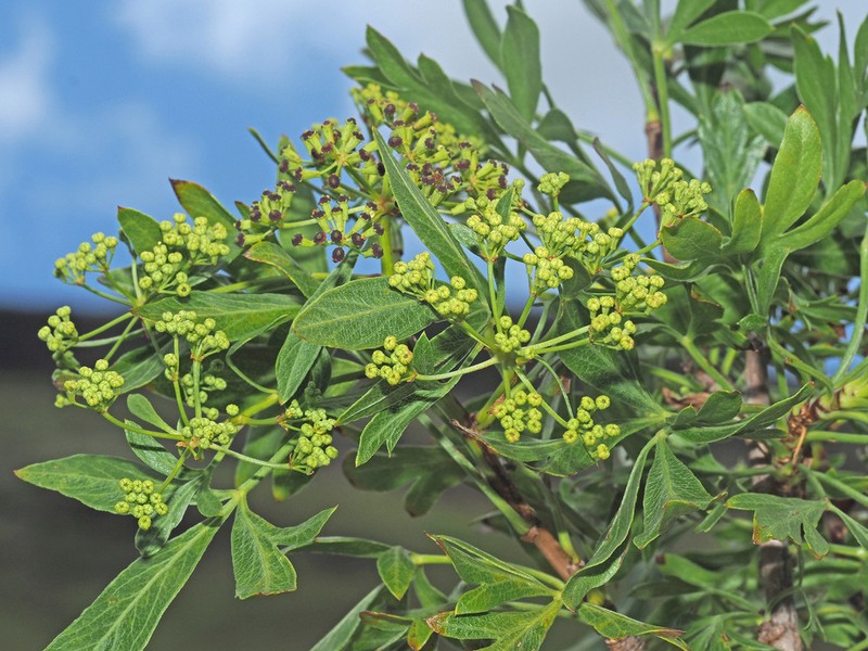 Polemannia montana