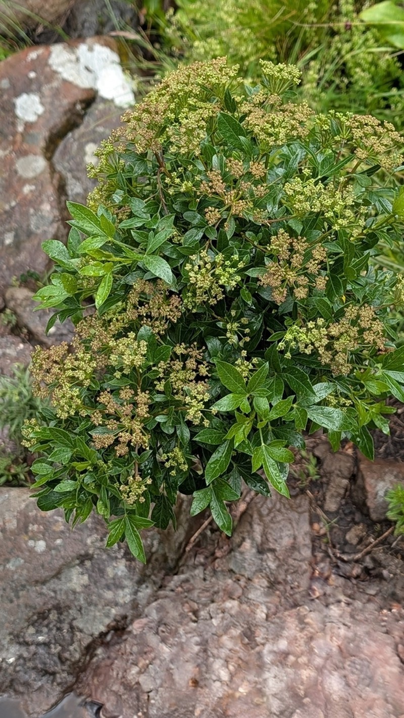 Polemannia montana photo 2