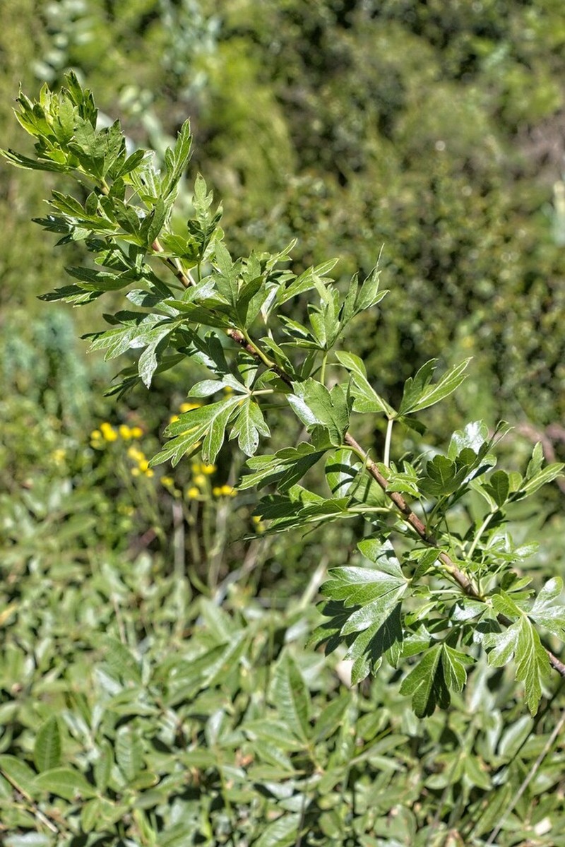 Polemannia montana photo 3
