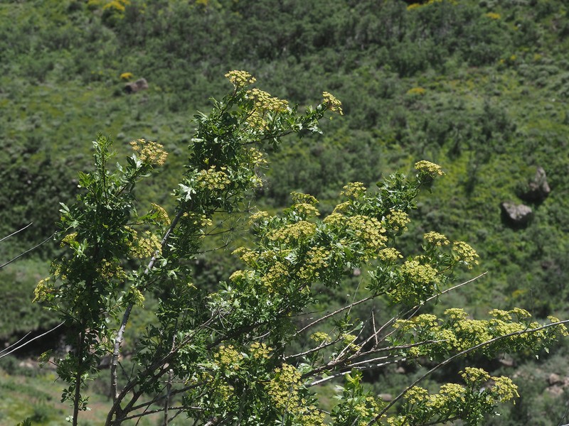 Polemannia montana photo 4