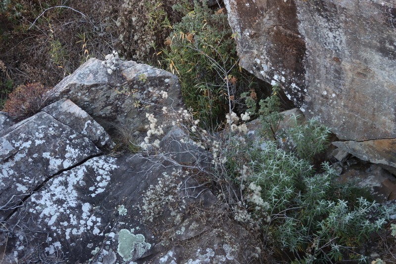Polemannia montana photo 5