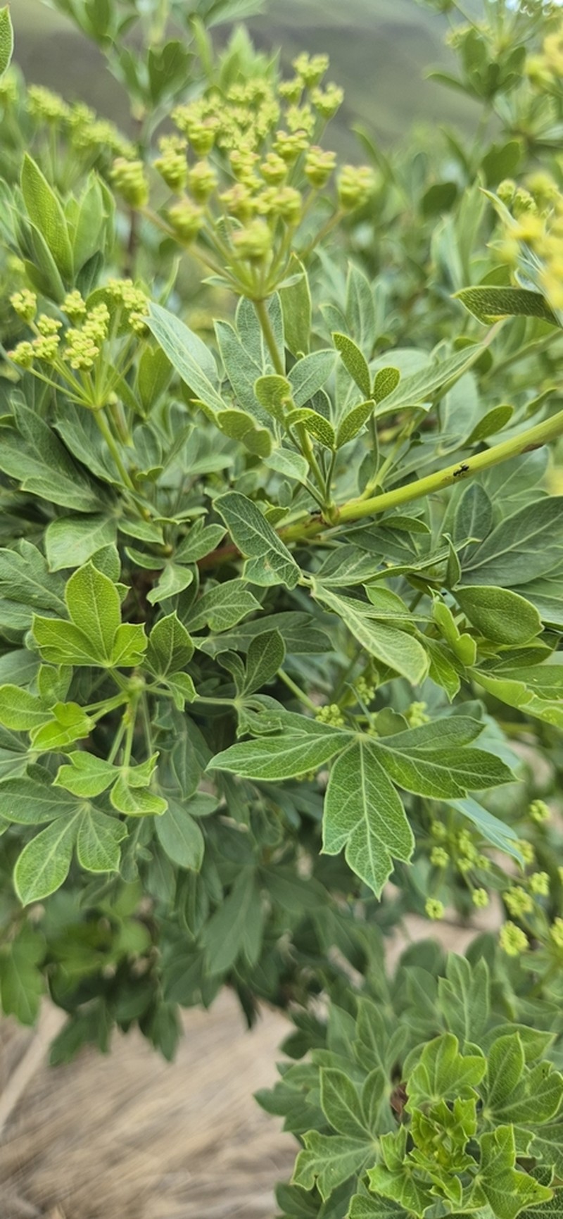 Polemannia montana photo 6