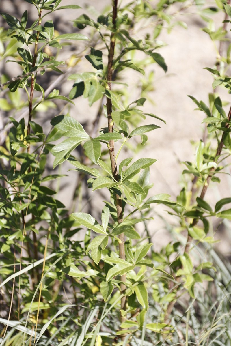 Polemannia montana photo 8