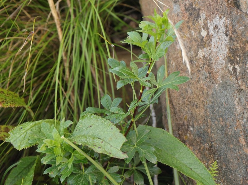 Polemannia simplicior photo 7