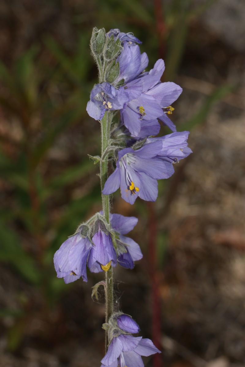 Tall Jacob's-Ladder photo 2