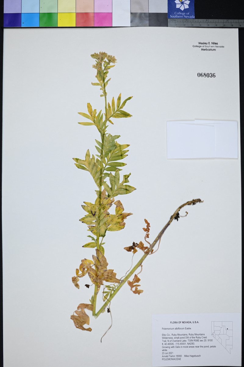 Polemonium albiflorum