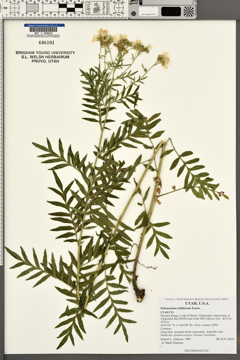 Polemonium albiflorum photo 2