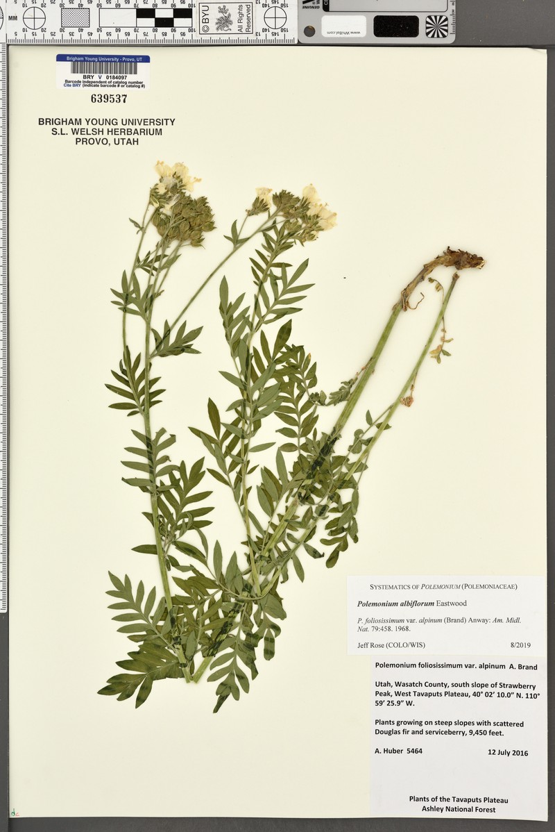 Polemonium albiflorum photo 3