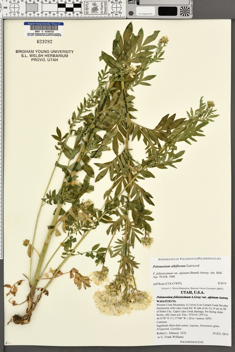 Polemonium albiflorum photo 4