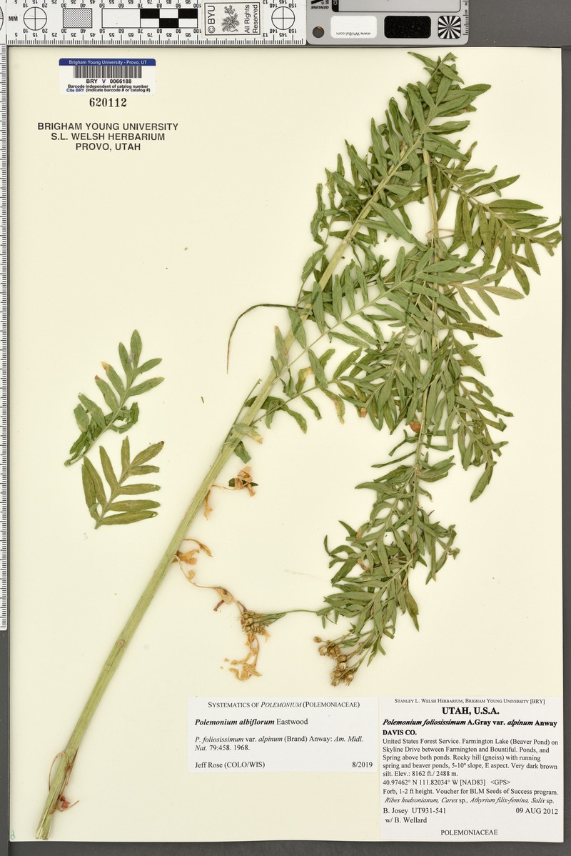 Polemonium albiflorum photo 5