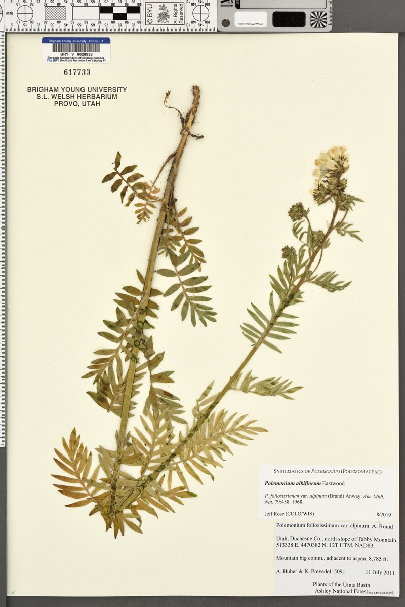 Polemonium albiflorum photo 6