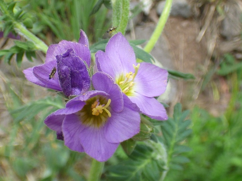 Polemonium apachianum photo 2
