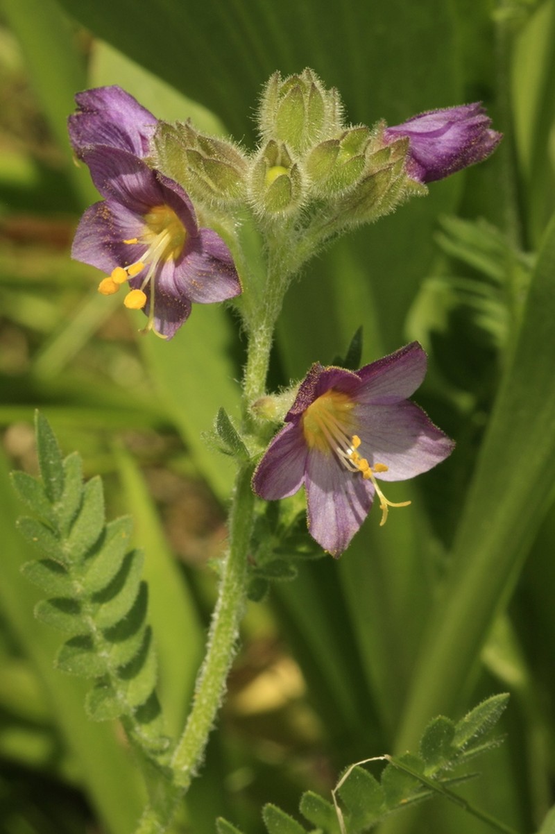 Polemonium apachianum photo 3