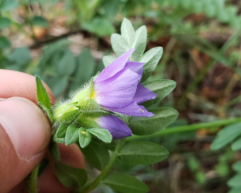 Polemonium apachianum photo 4