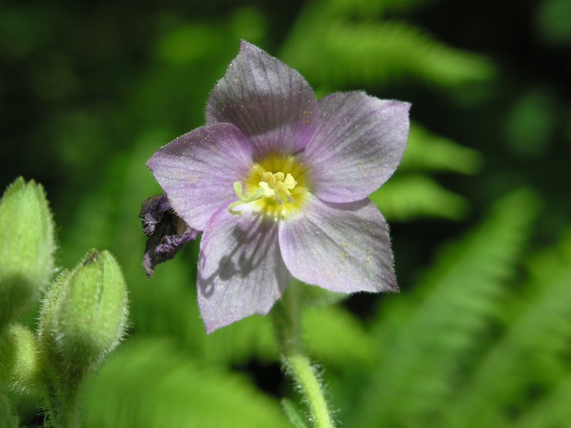 Polemonium apachianum photo 5