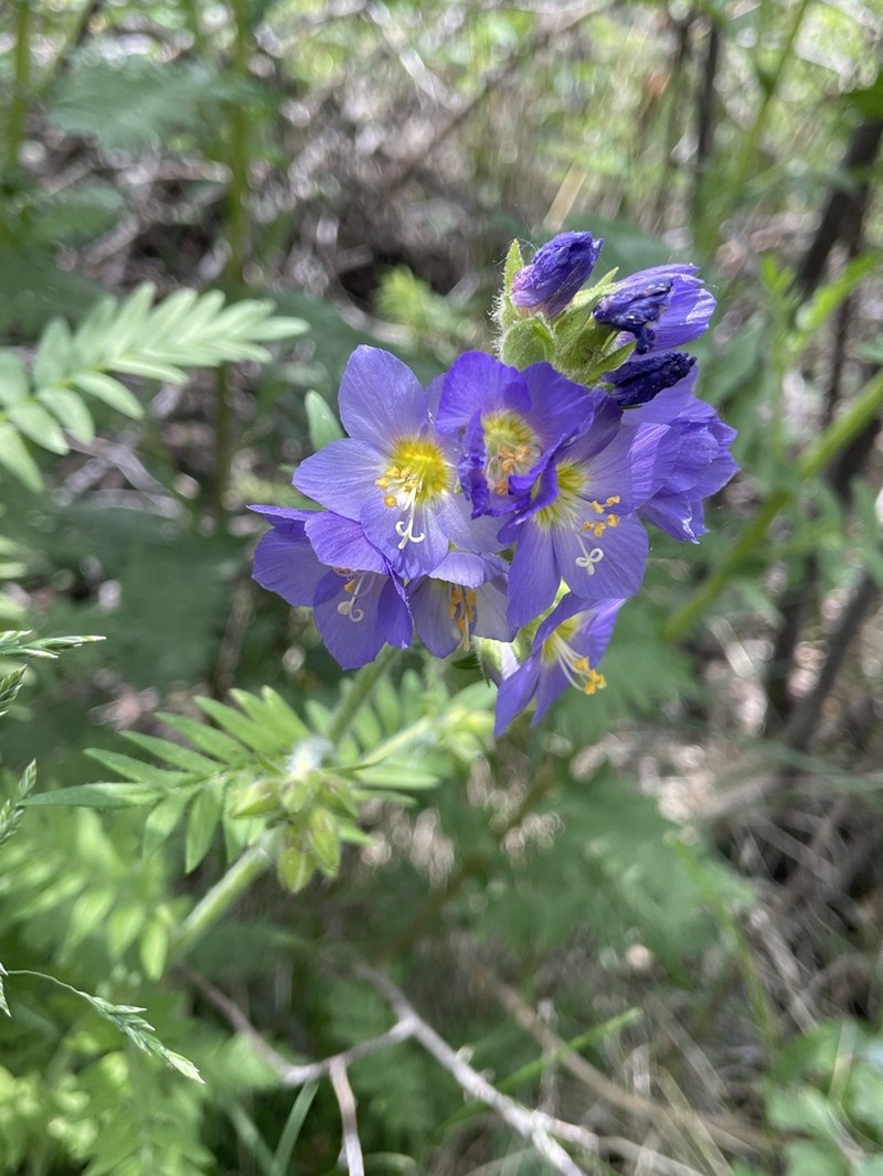 Polemonium apachianum photo 6