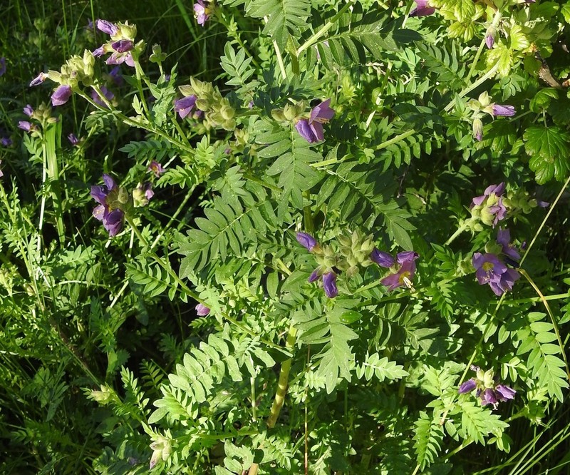 Polemonium apachianum photo 7