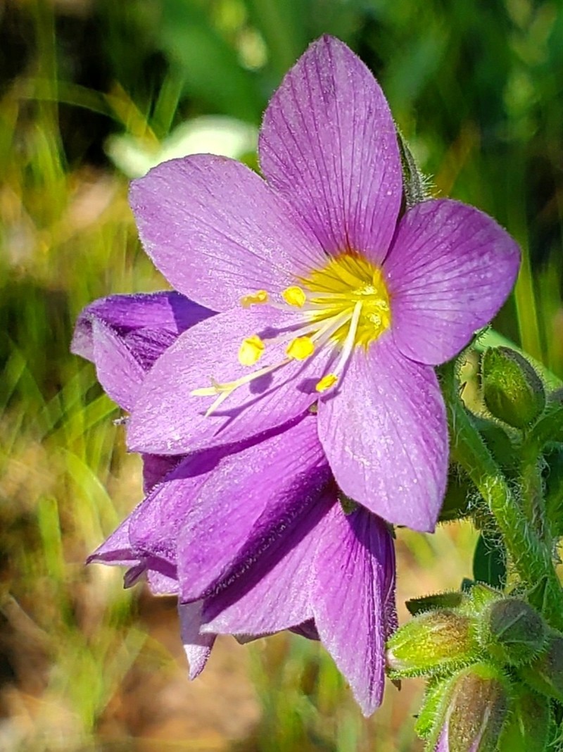 Polemonium apachianum photo 8