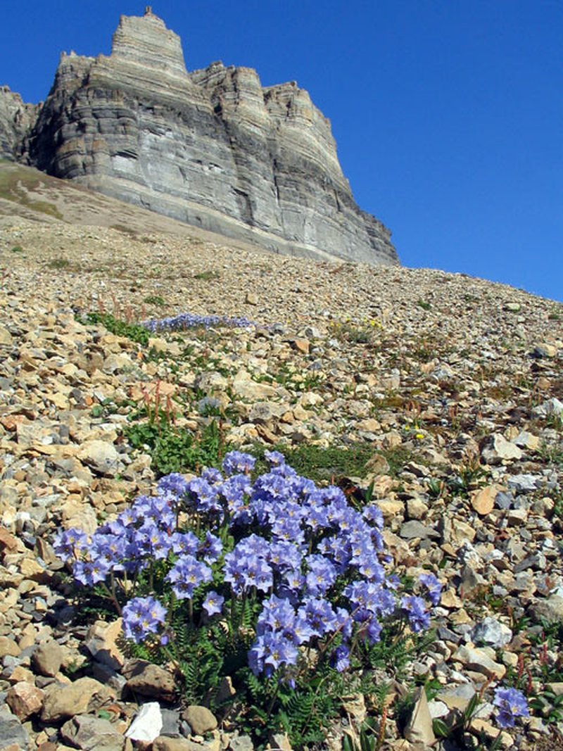 Northern Jacob'S-Ladder photo 3