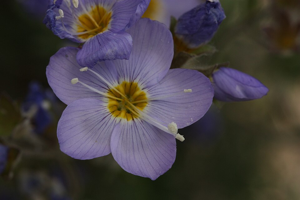 Northern Jacob'S-Ladder