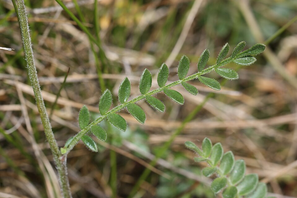 Northern Jacob'S-Ladder photo 4