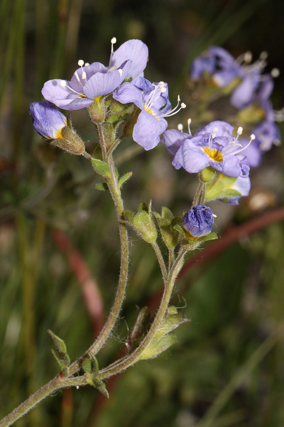 Northern Jacob'S-Ladder photo 5